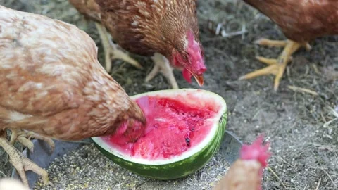 Free range brown chickens eating watermelon in a farm yard Stock Footage 337982356