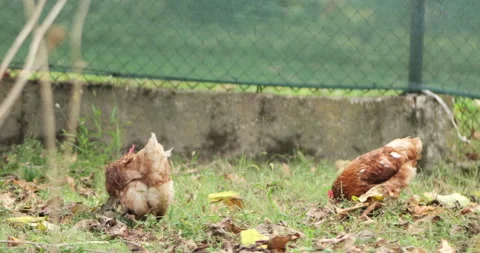 Free range brown chickens foraging for food 스톡 동영상 346931926