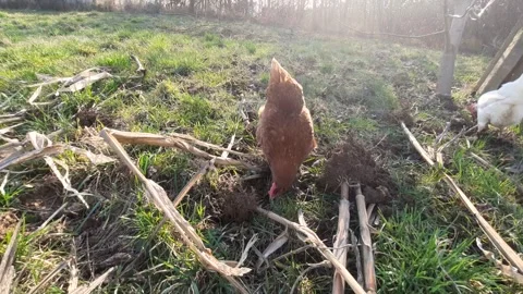 Free Range Brown Hen Pecking and Foraging on Rural Farm Ground Stock Footage 330287306