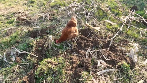 Free Range Brown Hen Pecking and Foraging on Rural Farm Ground Vídeo Stock 330287307
