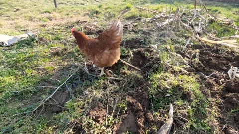 Free Range Brown Hen Pecking and Foraging on Rural Farm Ground Stock Footage 330287308