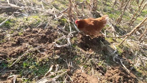 Free Range Brown Hen Pecking and Foraging on Rural Farm Ground Vídeo Stock 330287311