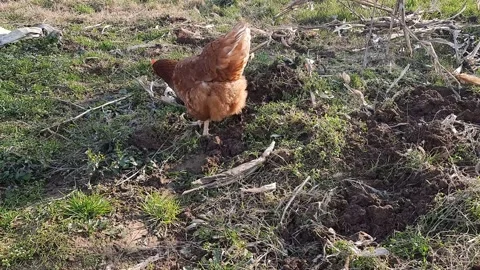 Free Range Brown Hen Pecking and Foraging on Rural Farm Ground Vídeo Stock 330287312