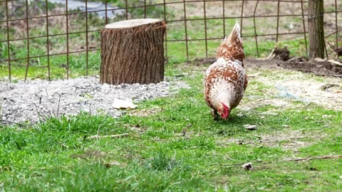 Free Range Brown Hen Pecking Grass in Farmyard Stock Footage 330354678