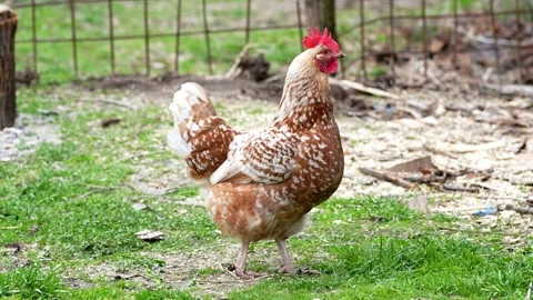 Free Range Brown Hen Pecking Grass in Farmyard Stock Footage 330354684