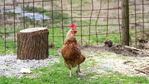 Free Range Brown Hen Pecking Grass in Farmyard Stock Footage 330354686