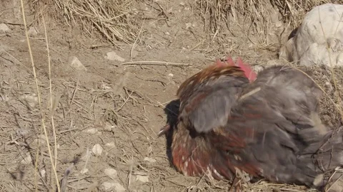 Free-range Brown Rooster crawling and digging in the Ground Video stock 71244739