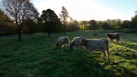 Free Range Bulls at Fall Sunrise, Parke National Trust, Devon, England 動画素材 220610599