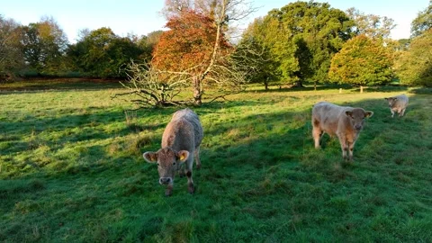 Free Range Bulls at Fall Sunrise, Parke National Trust, Devon, England Stock-Footage 220610632