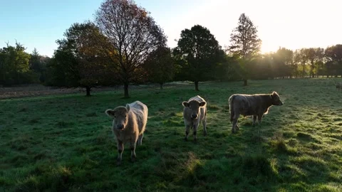 Free Range Bulls at Fall Sunrise, Parke National Trust, Devon, England Stock Footage 220610656