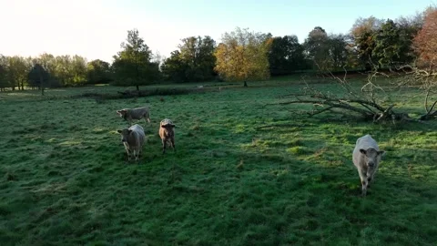Free Range Bulls at Fall Sunrise, Parke National Trust, Devon, England Stock Footage 220623213