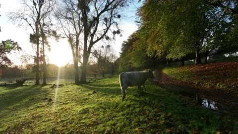 Free Range Bulls at Fall Sunrise, Parke National Trust, Devon, England Stock-Footage 220897731