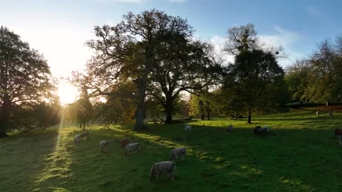 Free Range Bulls at Fall Sunrise, Parke National Trust, Devon, England Stock Footage 220930566