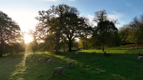 Free Range Bulls at Fall Sunrise, Parke National Trust, Devon, England Stock Footage 220930723