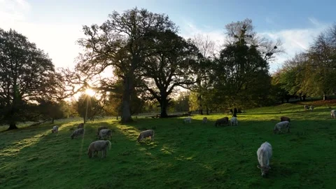Free Range Bulls at Fall Sunrise, Parke National Trust, Devon, England 動画素材 220930884