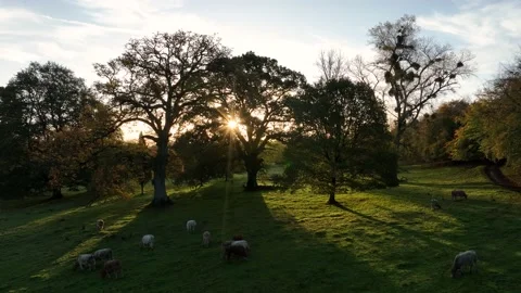Free Range Bulls at Fall Sunrise, Parke National Trust, Devon, England 動画素材 221033114