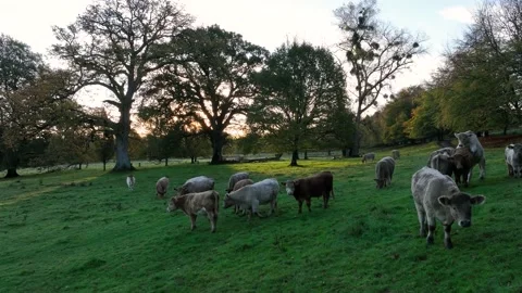 Free Range Bulls at Fall Sunrise, Parke National Trust, Devon, England Stock Footage 221033657