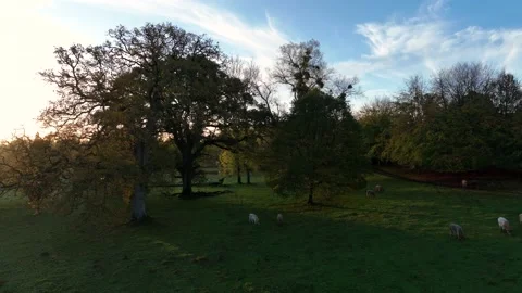 Free Range Bulls at Fall Sunrise, Parke National Trust, Devon, England 库存影片 221034140