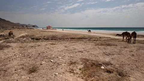 Free range camels on a secluded beach in Oman Stock Footage 297677199