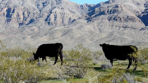 Free range cattle on BLM land in the desert near Mesquite, NV, pan. Stock-Footage 77805007