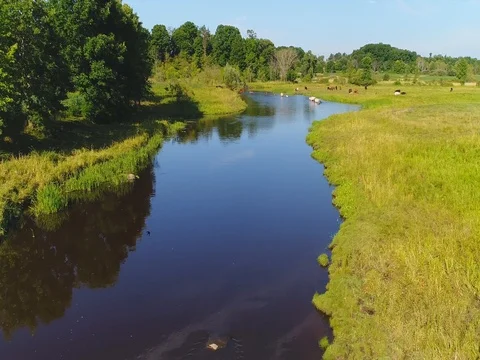 Free range cattle with calves strolling in river Stock Footage 78114854