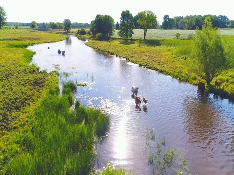 Free range cattle with calves strolling in river Stock Footage 78115448