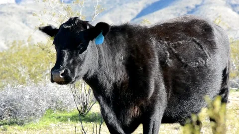 Free range cattle in dramatic mountain landscape, tight then zoom out. Stock-Footage 77804992