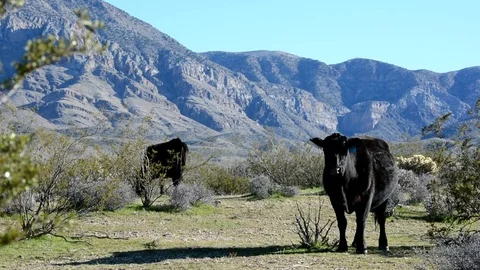 Free range cattle in dramatic mountain landscape. Stock Footage