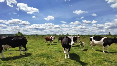 Free range cattle grazing across a scenic countryside meadow with green grass Stock Footage 342319818