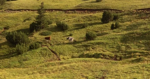 Free range cattle at pasture in high mountains Stock Footage 93872576