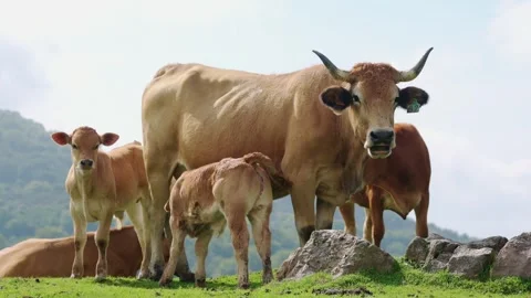 Free range cattle ranching Video stock 286157194