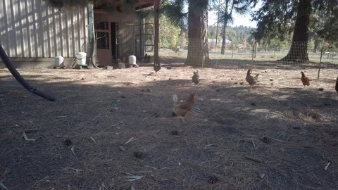 Free Range Chicken 2 Stock Footage 115446404