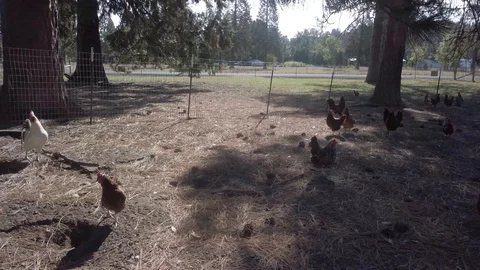 Free Range Chicken 3 Stock Footage 115446402