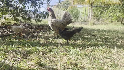Free range chicken and chicks in nature scenery Stock Footage 304628871