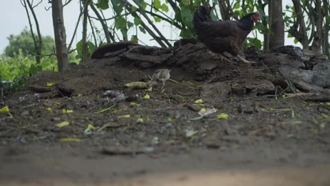 Free Range Chicken and her Chicks in African Homestead Stock Footage 346502941