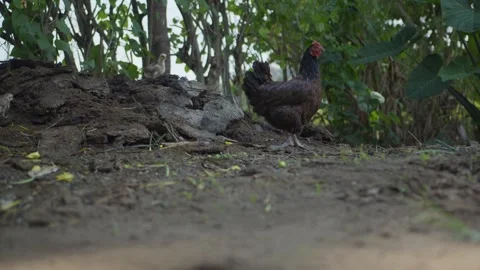 Free Range Chicken and her Chicks in African Homestead 2 Stock Footage 346502944