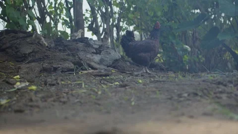 Free Range Chicken and her Chicks in African Homestead 3 Stock Footage 346502952