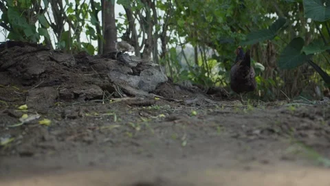 Free Range Chicken and her Chicks in African Homestead 4 Stock Footage 346502954