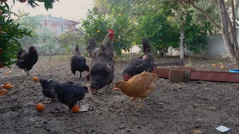 Free-range chicken and rooster on the farm. Stock Footage 122440849
