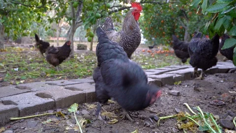 Free range chicken and rooster in the farm. Stock Footage 122440857