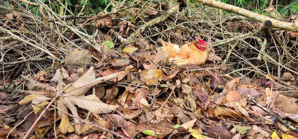 Free range chicken brooding in its nest. Foto stock