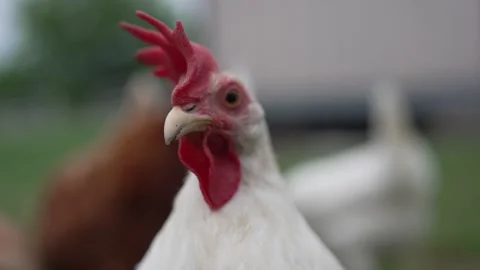 Free Range Chicken Close-Up Stock Footage 276251476