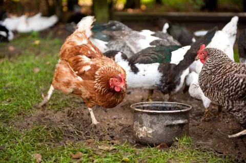 Free range chicken digging Stock Photos