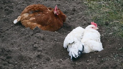 Free range chicken in the dirt 02 Stock Footage 86651359
