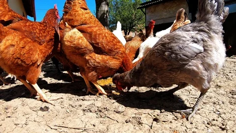 Free Range Chicken Eating And Running Stock Footage 108772419