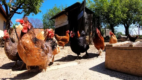 Free Range Chicken Eating And Running Stock Footage 108772872