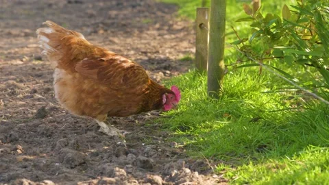 Free Range Chicken Eating Grass Next to Electric Fence Video stock 130793590