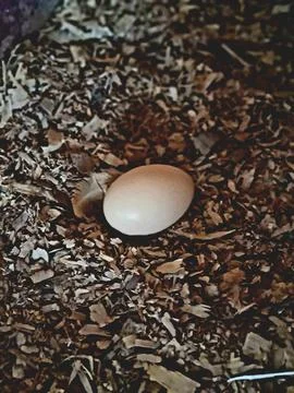 A free-range chicken egg inside the nest Stock Photos