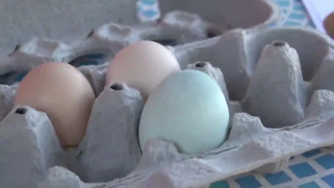 Free Range Chicken Eggs That are Blue and Brown Stock Footage 69168139