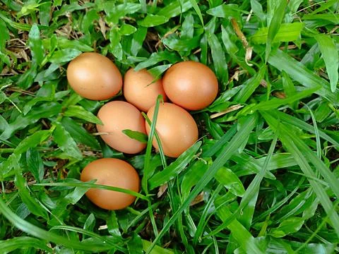 Free range chicken eggs Stock Photos